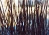 Img_670_picture_0x70.jpg