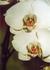 Img_699_picture_0x70.jpg