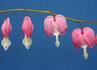 Img_740_picture_0x70.jpg