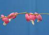 Img_744_picture_0x70.jpg
