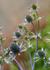Img_769_picture_0x70.jpg