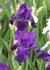 Img_788_picture_0x70.jpg