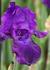 Img_789_picture_0x70.jpg