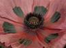 Img_791_picture_0x70.jpg