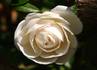 Img_910_picture_0x70.jpg
