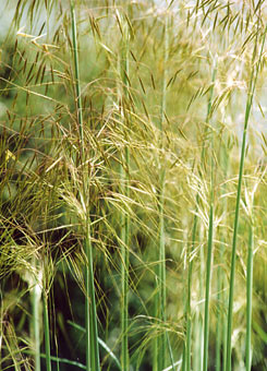 Product_194_picture.jpg