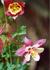 Product_227_picture_0x70.jpg