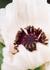 Product_258_picture_0x70.jpg