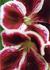 Product_264_picture_0x70.jpg
