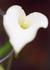 Product_272_picture_0x70.jpg