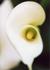 Product_274_picture_0x70.jpg