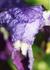 Product_311_picture_0x70.jpg