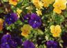 Product_325_picture_0x70.jpg