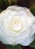 Product_327_picture_0x70.jpg