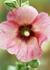 Product_349_picture_0x70.jpg