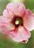 Product_350_picture_0x70.jpg