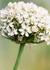 Product_387_picture_0x70.jpg
