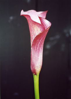 Product_395_picture.jpg