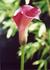 Product_397_picture_0x70.jpg