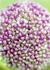Product_55_picture_0x70.jpg