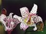 Product_67_picture_0x70.jpg