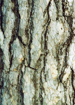 Product_79_picture.jpg