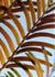 _424_picture_0x70.jpg