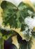 _462_picture_0x70.jpg