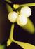 _476_picture_0x70.jpg