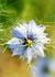 _484_picture_0x70.jpg