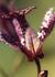 _509_picture_0x70.jpg