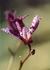_510_picture_0x70.jpg