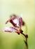 _513_picture_0x70.jpg