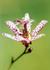 _514_picture_0x70.jpg