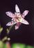 _517_picture_0x70.jpg