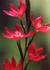 _522_picture_0x70.jpg