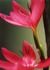 _524_picture_0x70.jpg