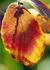 _533_picture_0x70.jpg