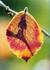_534_picture_0x70.jpg