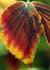 _535_picture_0x70.jpg