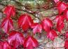 _539_picture_0x70.jpg