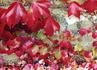 _541_picture_0x70.jpg