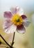 _587_picture_0x70.jpg