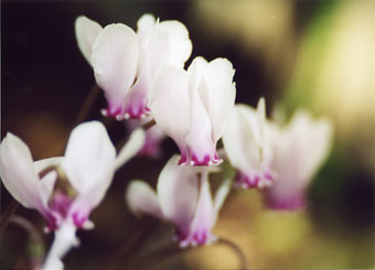 _603_picture.jpg