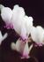 _609_picture_0x70.jpg