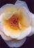 _626_picture_0x70.jpg