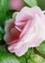 _629_picture_0x70.jpg